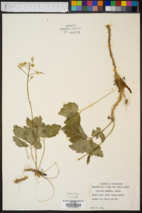 Cardamine diphylla image