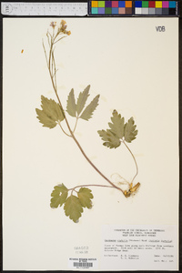 Cardamine diphylla image