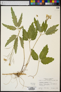 Cardamine diphylla image