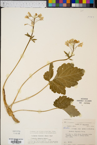 Cardamine diphylla image