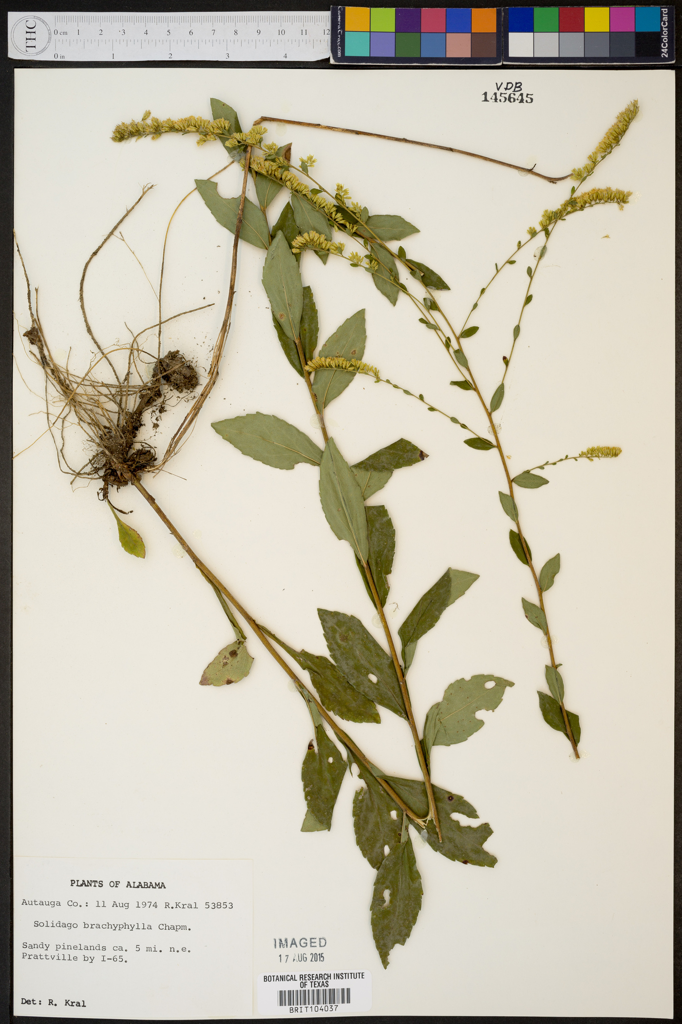Solidago brachyphylla image