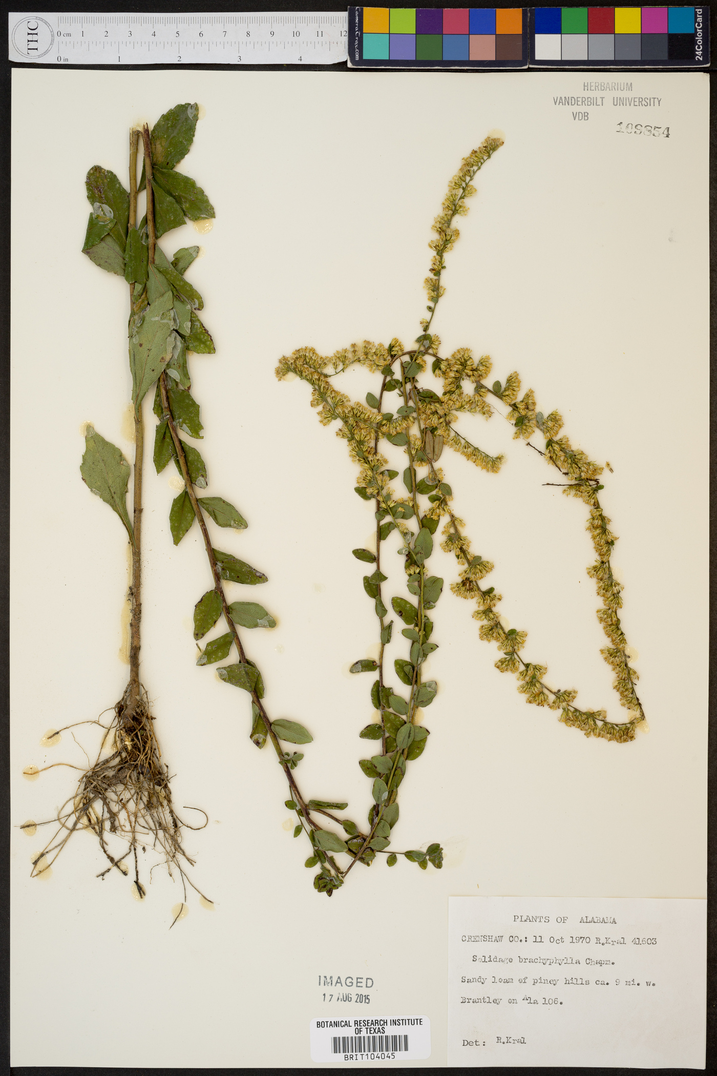 Solidago brachyphylla image