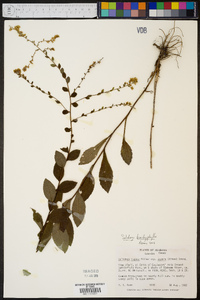 Solidago brachyphylla image