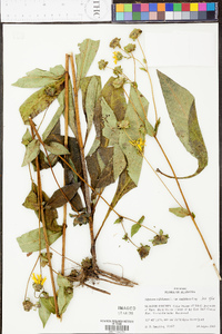 Silphium asteriscus image