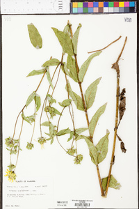 Silphium asteriscus var. latifolium image