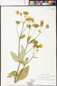 Silphium asteriscus var. latifolium image