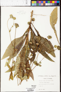 Silphium asteriscus image