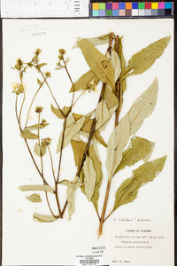 Silphium asteriscus var. latifolium image