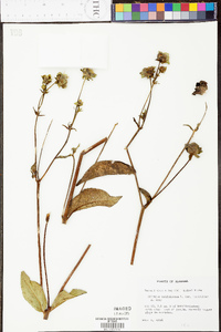 Silphium asteriscus image