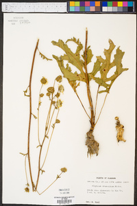 Silphium compositum image