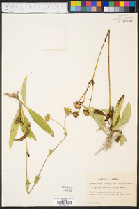 Silphium confertifolium image