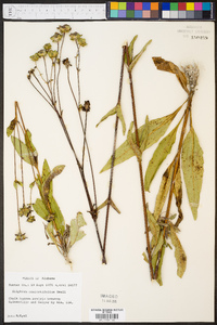 Silphium confertifolium image