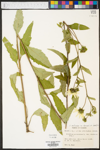 Silphium asteriscus var. laevicaule image