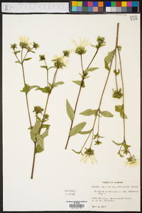 Silphium asteriscus var. dentatum image