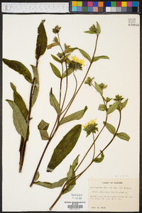 Silphium asteriscus var. trifoliatum image