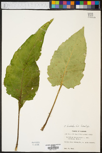 Silphium brachiatum image