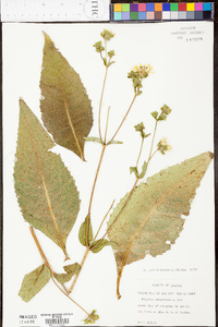 Silphium asteriscus image