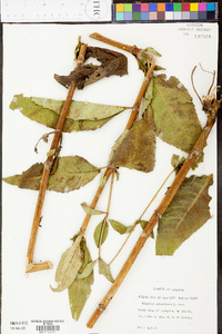 Silphium asteriscus var. latifolium image