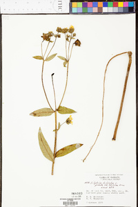 Silphium asteriscus var. latifolium image