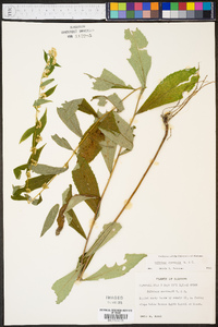 Solidago curtisii image