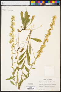 Solidago erecta image