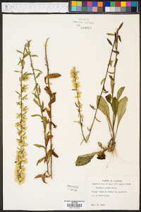 Solidago erecta image