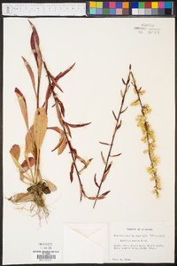 Solidago erecta image