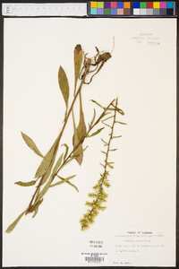 Solidago erecta image