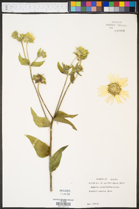 Silphium integrifolium image