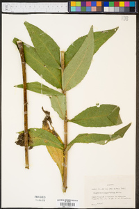 Silphium integrifolium image