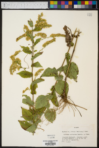 Solidago auriculata image