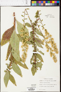 Solidago speciosa image