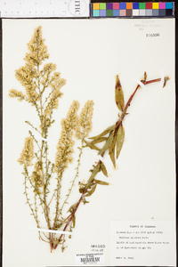 Solidago speciosa image