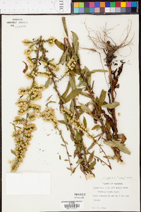 Solidago speciosa image