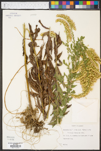 Solidago fistulosa image