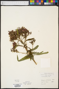 Vernonia gigantea subsp. gigantea image