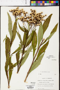 Vernonia flaccidifolia image