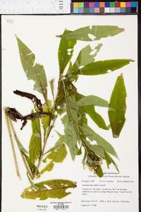 Vernonia flaccidifolia image