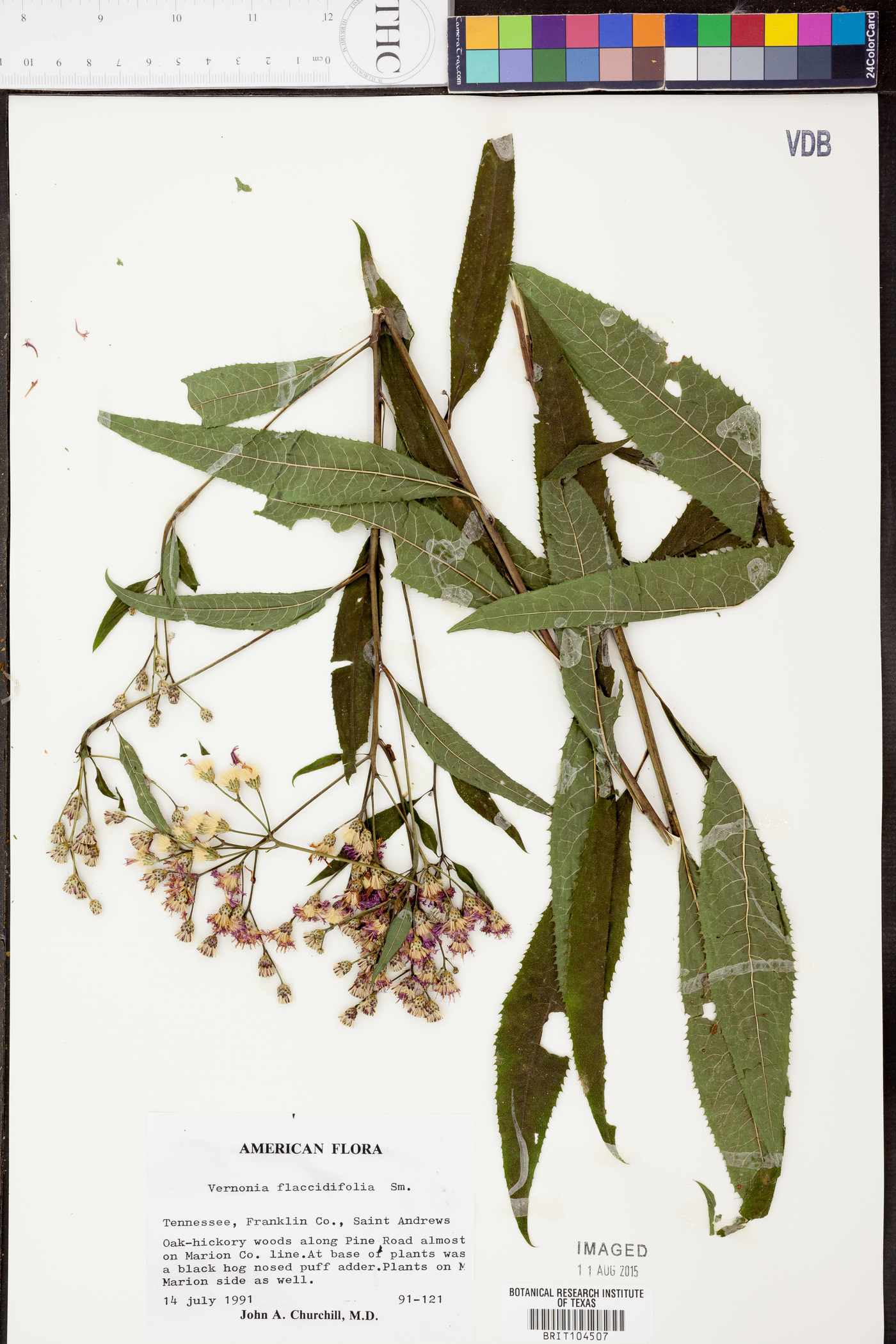 Vernonia flaccidifolia image