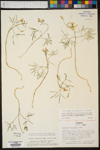 Cardamine multifida image