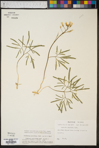 Cardamine multifida image