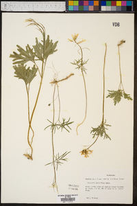 Cardamine dissecta image