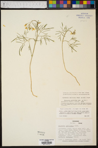 Cardamine multifida image