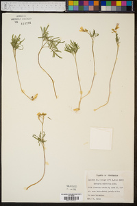 Cardamine dissecta image