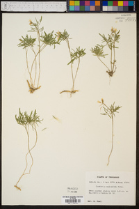 Cardamine dissecta image