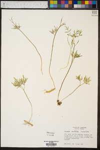 Cardamine dissecta image