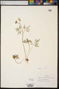 Cardamine dissecta image