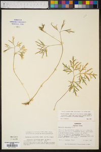 Cardamine multifida image