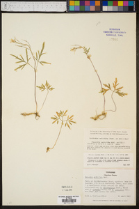 Cardamine multifida image