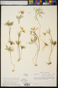 Cardamine multifida image